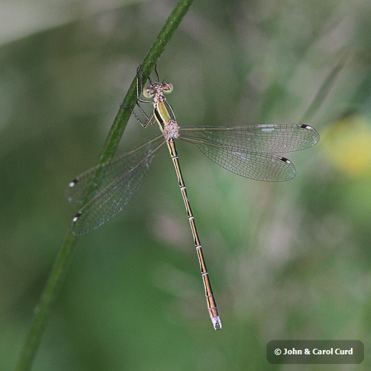 IMG_1368 Lestes barbarus.JPG